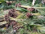 IMG-20260811-WA0010